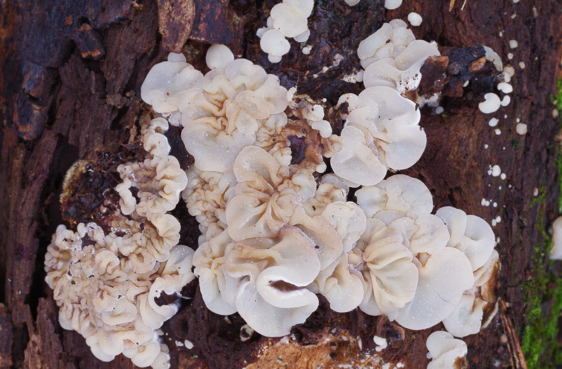 Auricularia mesenterica